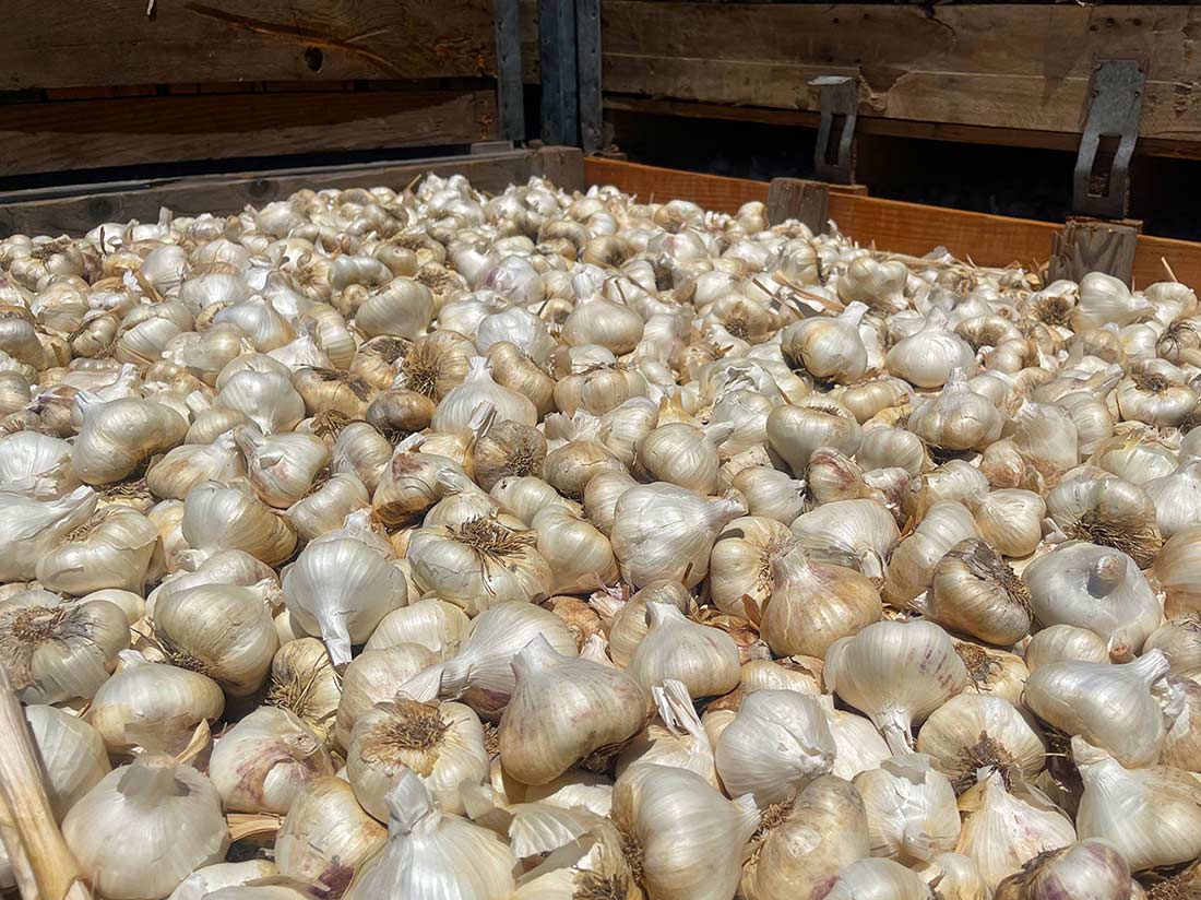 https://christopherranch-com.b-cdn.net/wp-content/uploads/2022/07/Christopher-Ranch-garlic-harvest-2022.jpeg